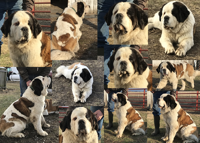 Georgie collage